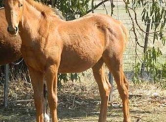 Super Zupaone Weanling Colt for Sale