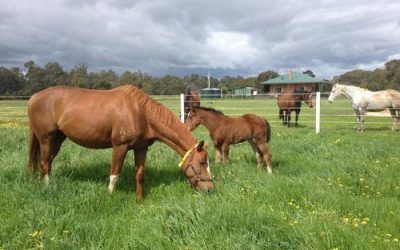 Hollylodge Building a New Farm at Avenel