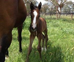 LATEST FOAL FOR HOLLYLODGE …