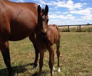 Latest Hollylodge Born Foal