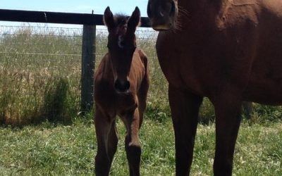 Latest Hollylodge Foal