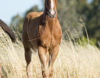 Von Costa De Hero from Sauvete colt