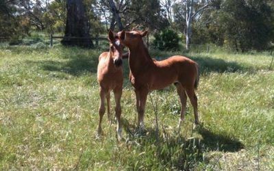 Hollylodge bred Al is back in work