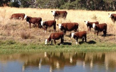 Hollylodge Poll Herefords