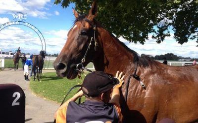 HOLLYLODGE born Al’s Kitchen wins today at Wangaratta