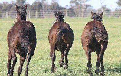 This is the only view your horse will see if it’s not born at Hollylodge