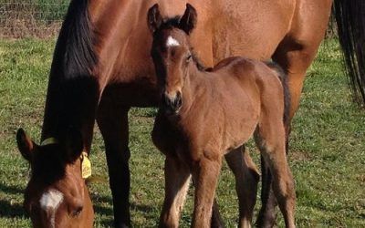 Half Brother to Al’s Kitchen born at Hollylodge