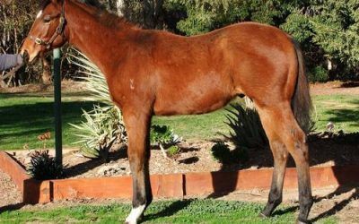 Hollylodge born and bred Squamosa colt Lot 209 Inglis weanling sale