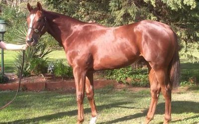 Written Tycoon colt from Marwina Lass heads to MM Gold Coast sale this week