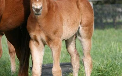 First foals on the ground for NOSTRADAMUS
