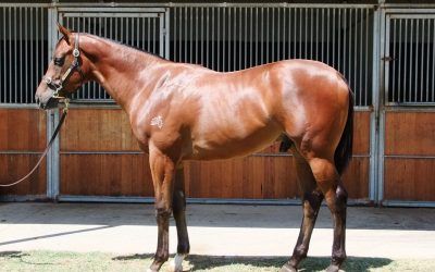 ZOUSTAR colt sells $110,000