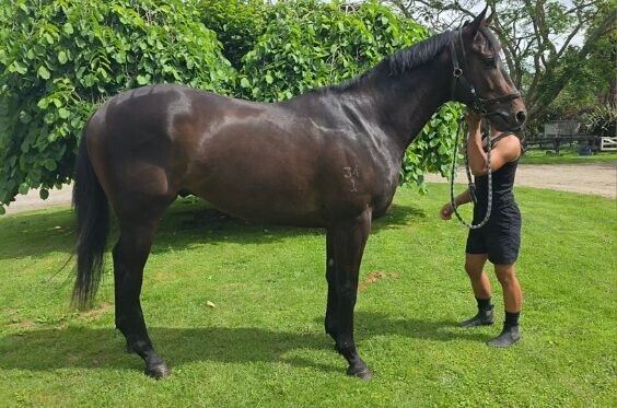 Supido X Ausbred Diamond 2021