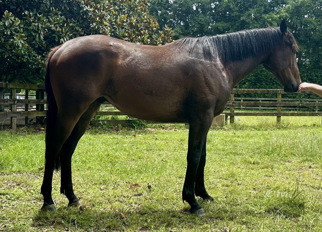 Shocking X Red Delight 2023