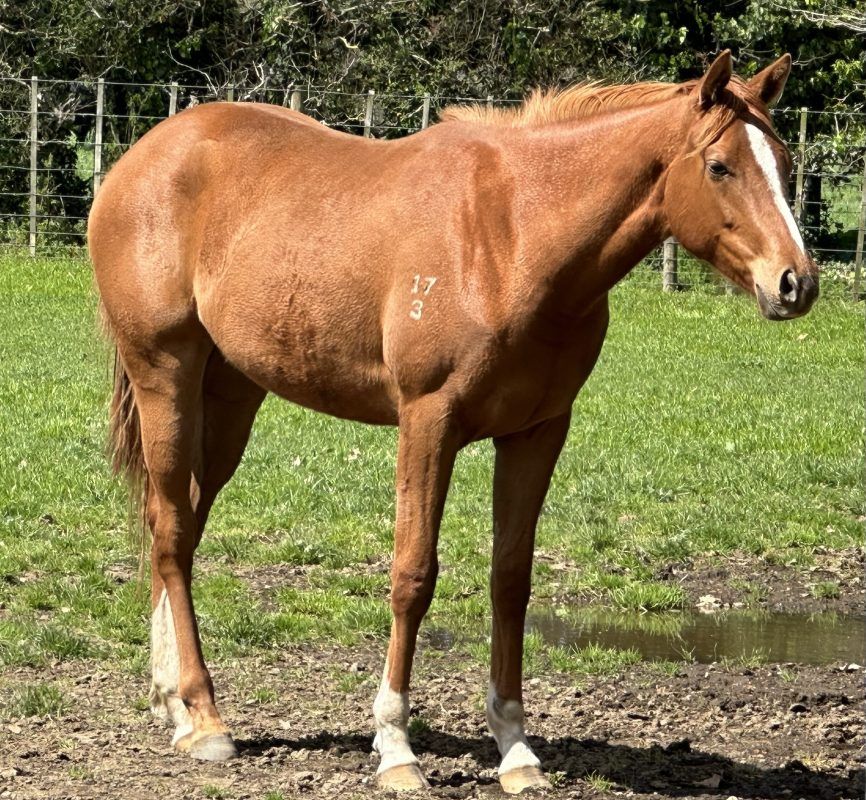 Un-named (Foxwedge – Red Jewel Girl 2023)