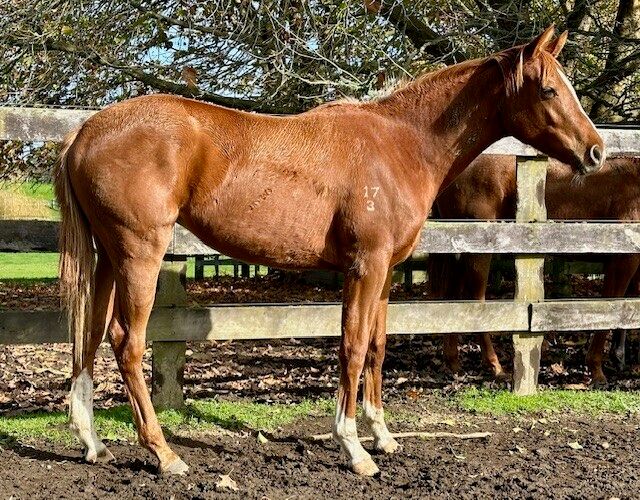 Un-named (Foxwedge – Red Jewel Girl 2023)