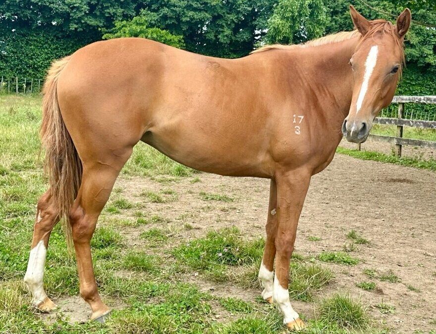 Un-named (Foxwedge – Red Jewel Girl 2023)