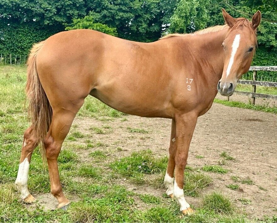 Un-named (Foxwedge – Red Jewel Girl 2023)