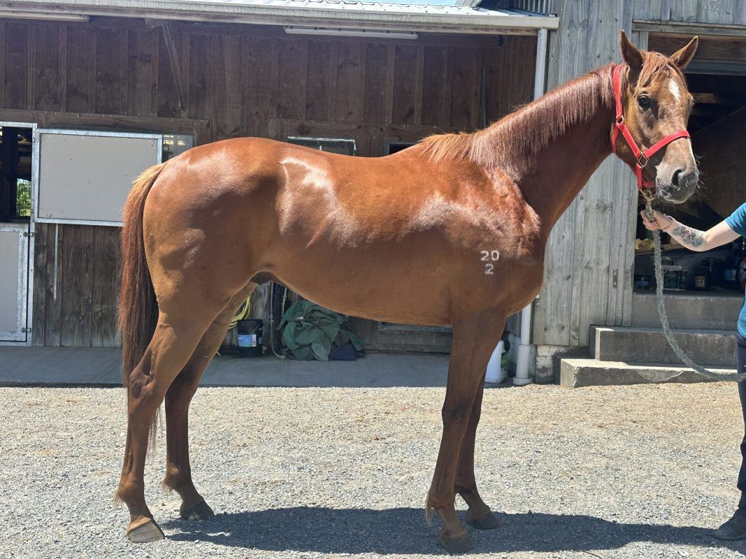 Red Chill X Royal Ace 2022