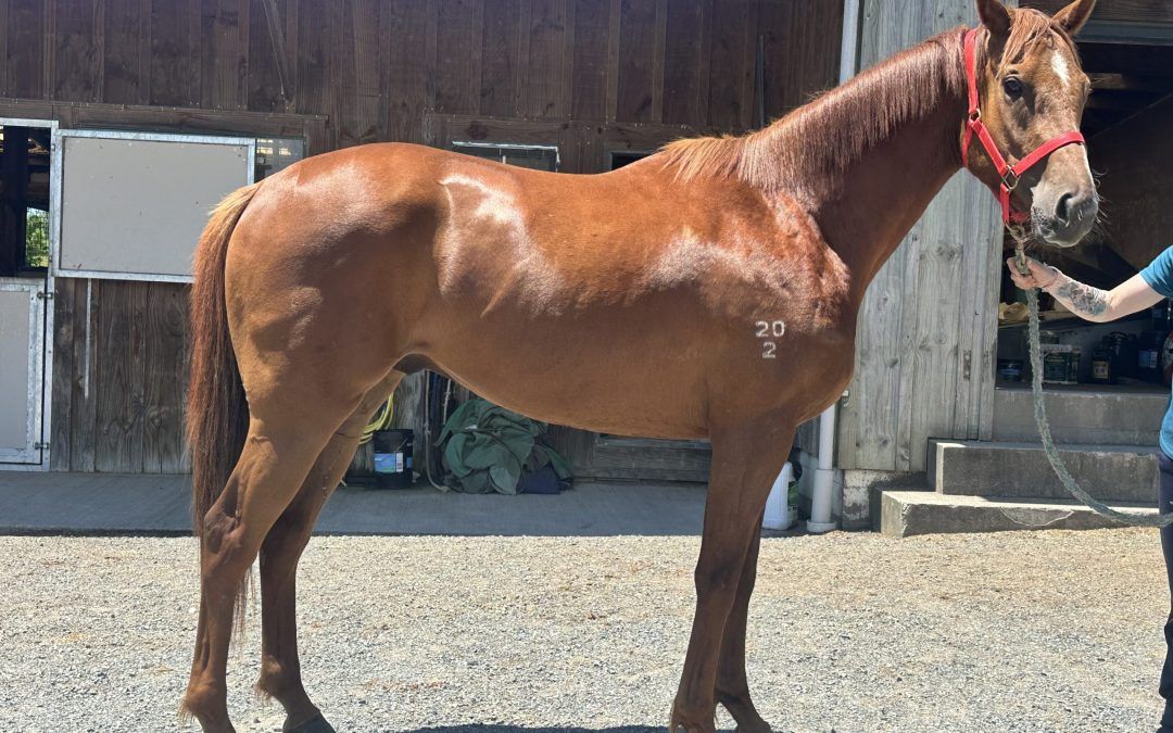 Red Chill X Royal Ace 2022