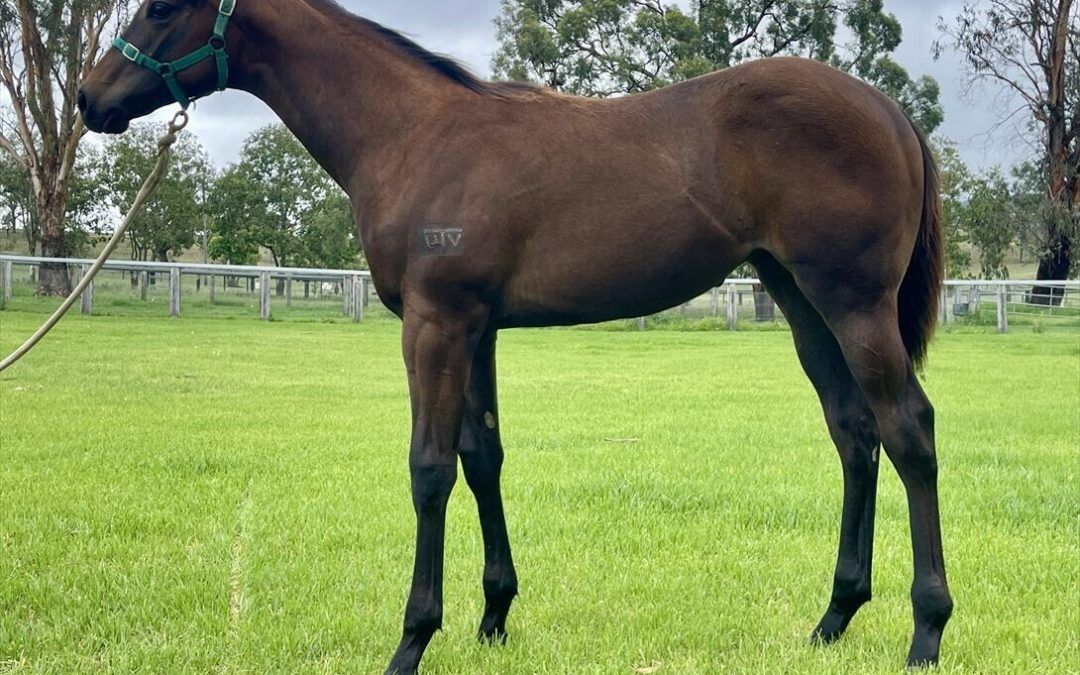 Un-named (Supido – Mishani La Scala) 2024