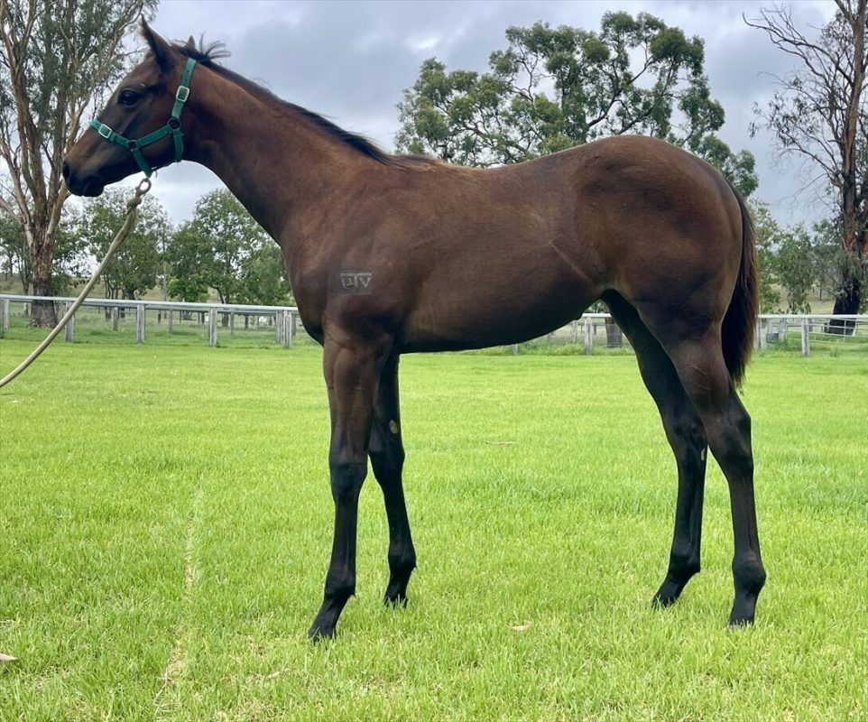 Un-named (Supido – Mishani La Scala) 2024