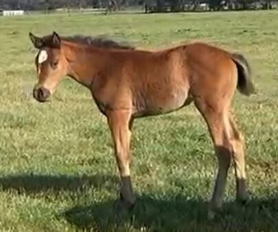 Un-named (Royal Ace – Glowing Gold) 2025