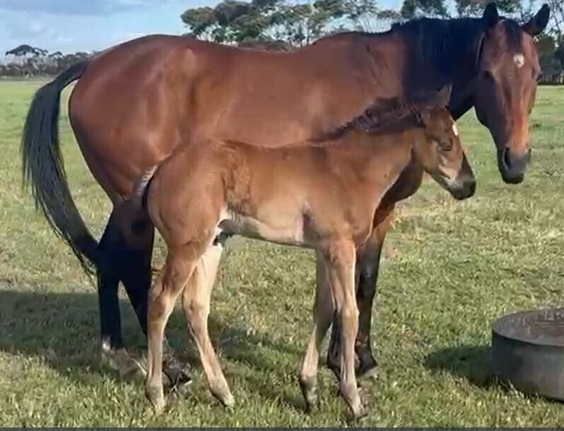 Un-named (Royal Ace – Lookatourstar) 2025