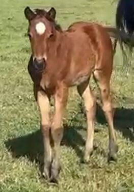 Un-named (Royal Ace – Remarkabelle) 2025