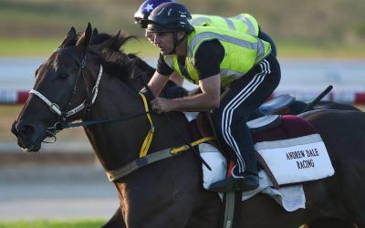 Dale eyes return with star galloper | Andrew Dale Racing