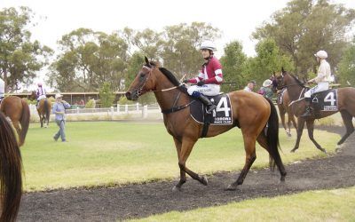 Framework horse for the course at Corowa | Andrew Dale Racing