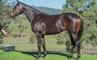 Kermadec filly joins Andrew Dale Racing | ADR