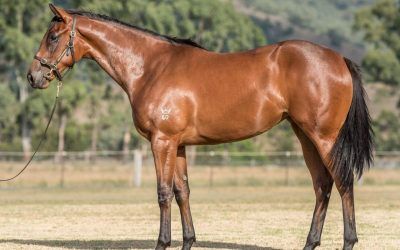 Forgotten about filly set to debut | ADR