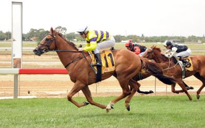 Guineas path for Dale trained gelding