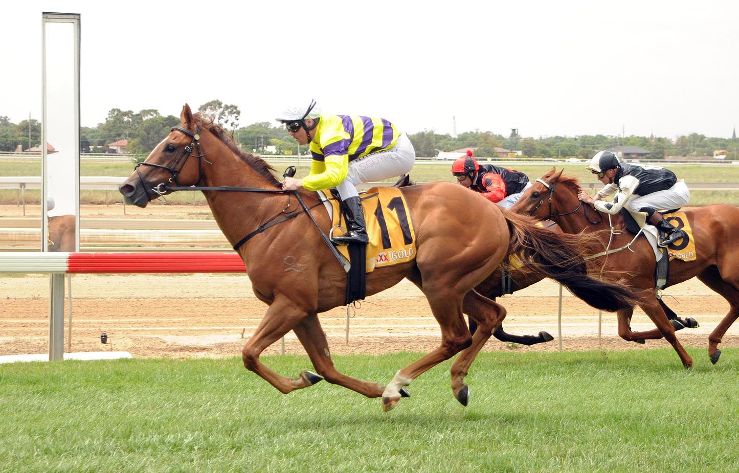 Tabloid Star shines on debut - Andrew Dale Racing
