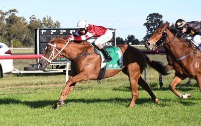 Malabar Jack in strong form
