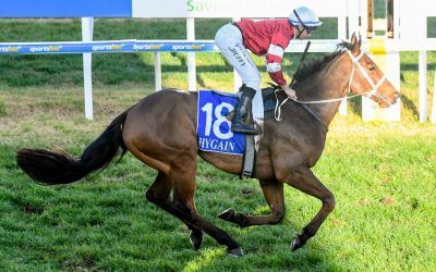Stonefield impresses in first start for Dale stable
