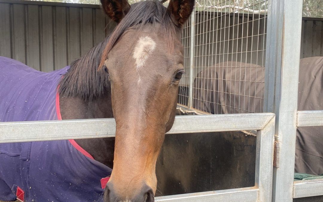Snitzel Tycoon