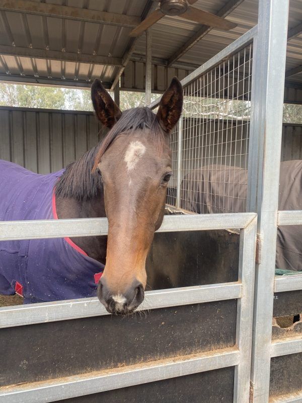 Snitzel Tycoon