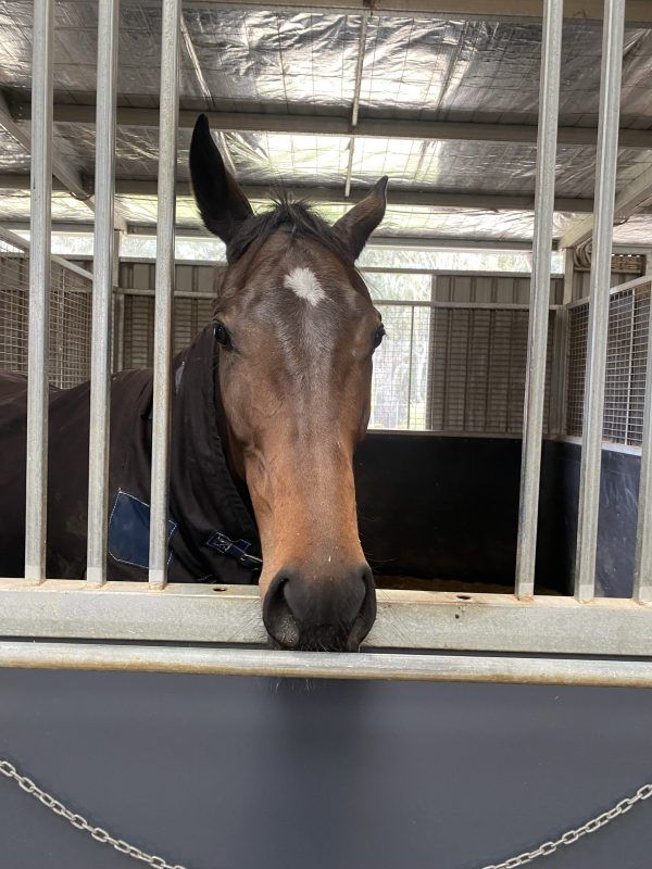 Crusheen Lass