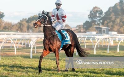 $600 Buy Fortis In Armis Strikes at Wangaratta