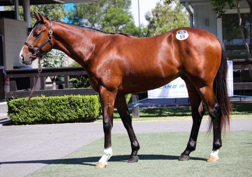 Prague - Love Aloft Colt