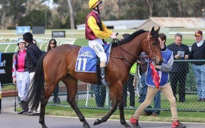 Cup Carnival Beckons For Flying Filly