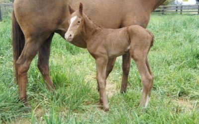 First Foal For Breeding Season