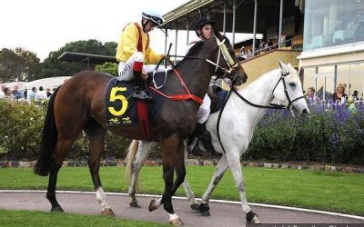 Bench Star To Compete At Wellington On Monday