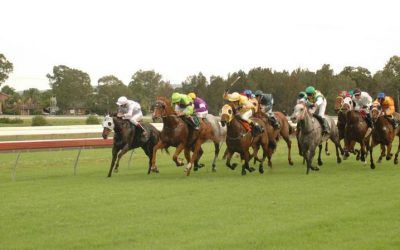 Crocea To Compete At Taree Melbourne Cup Day