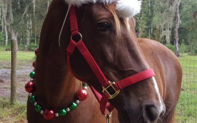 Merry Christmas From The Damien Lane Racing Team