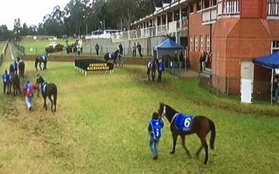 Stable Runners For Cessnock On Monday