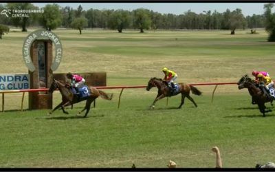 Nissile Runs Third In The Gilgandra Cup