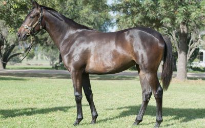 RACE THIS CRACKING TYPE BY SHAMUS AWARD, THE ONLY DUAL GR 1 WINNER BY SNITZEL