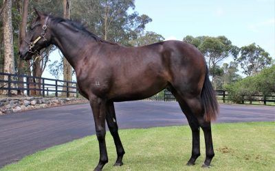 WE OFFER A COLT BY AUSTRALIA’S BEST RACEHORSE OF THE YEAR IN 2015